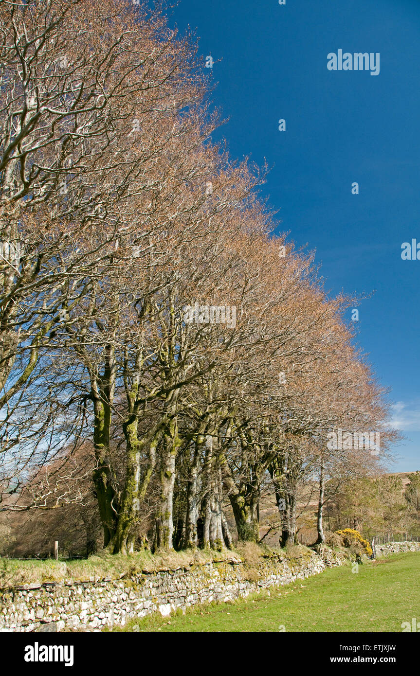 Buche Bäume kommen nur in Blatt entlang der Linie einer alten Trockenstein Mauer am nördlichen Rand von Dartmoor in der Nähe von Belstone Stockfoto