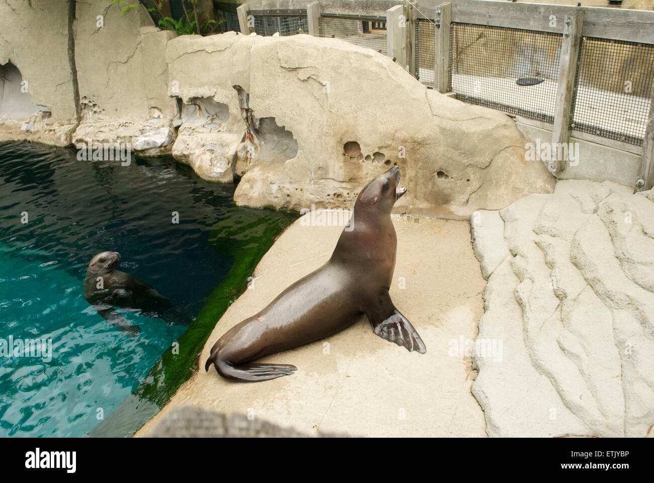 Dichtung im Vancouver aquarium Stockfoto