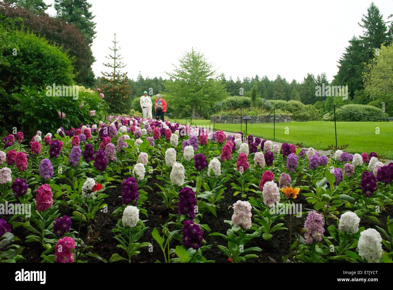 Blumen Butchart Gärten victoria Stockfoto