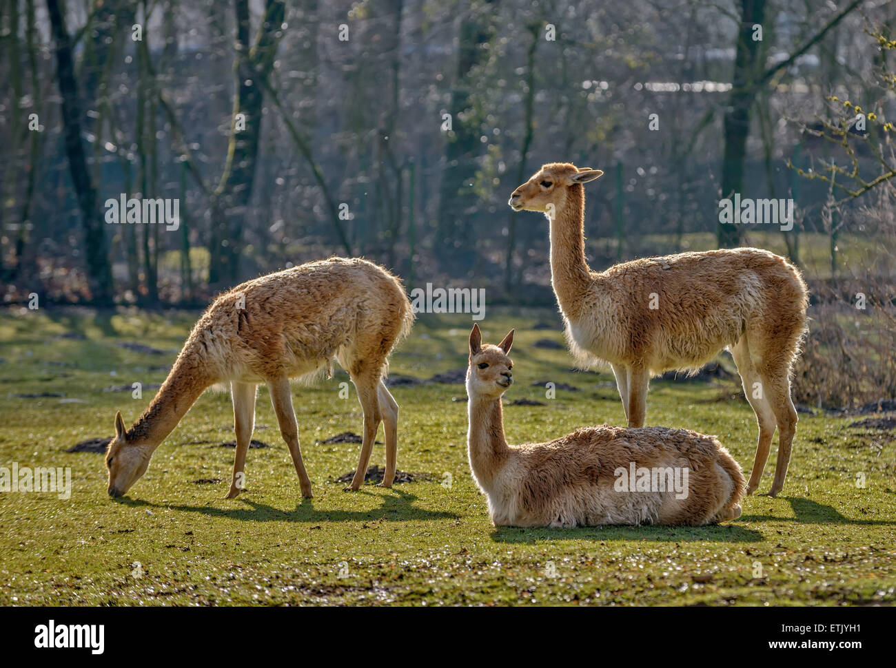 Drei Lamas auf der Weide Stockfoto