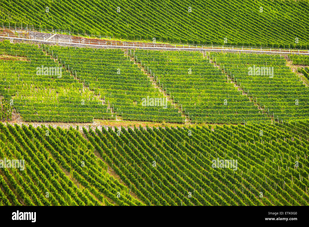 Deutschen Weinberge bepflanzt mit Riesling-Trauben Stockfoto