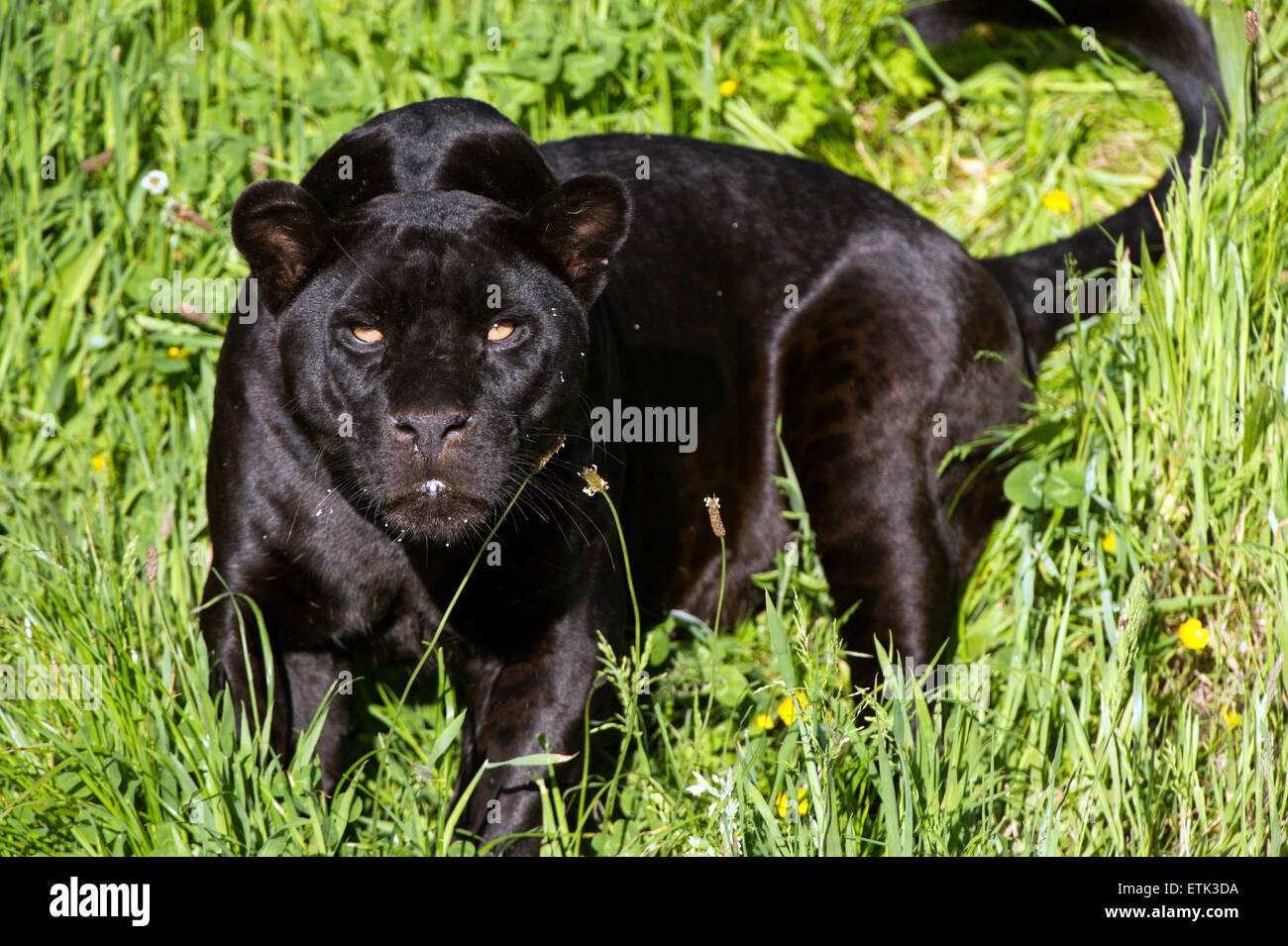 Black Jaguar (Panther Onca) Stockfoto