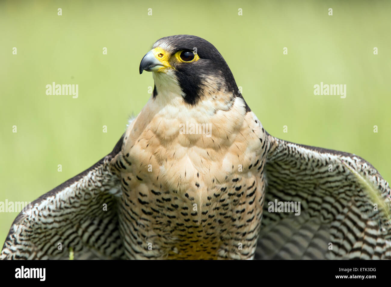 Wanderfalke (Falco Wanderfalken) Stockfoto