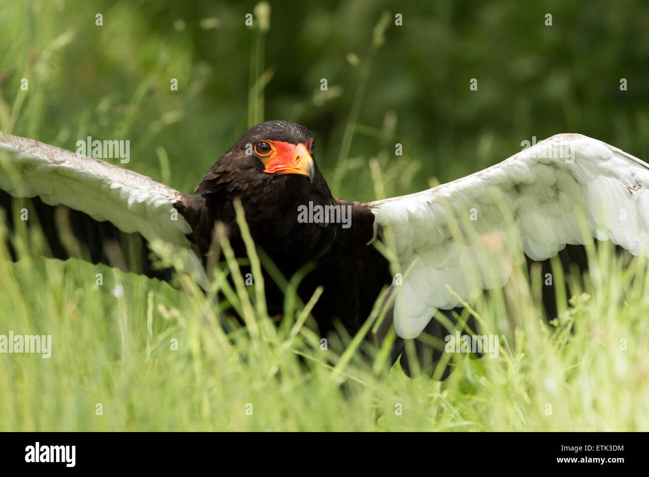 Bateleur Adler (Terathopius Ecaudatus) Stockfoto
