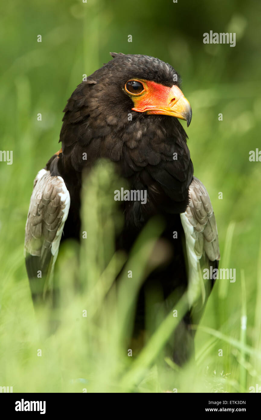Bateleur Adler (Terathopius Ecaudatus) Stockfoto