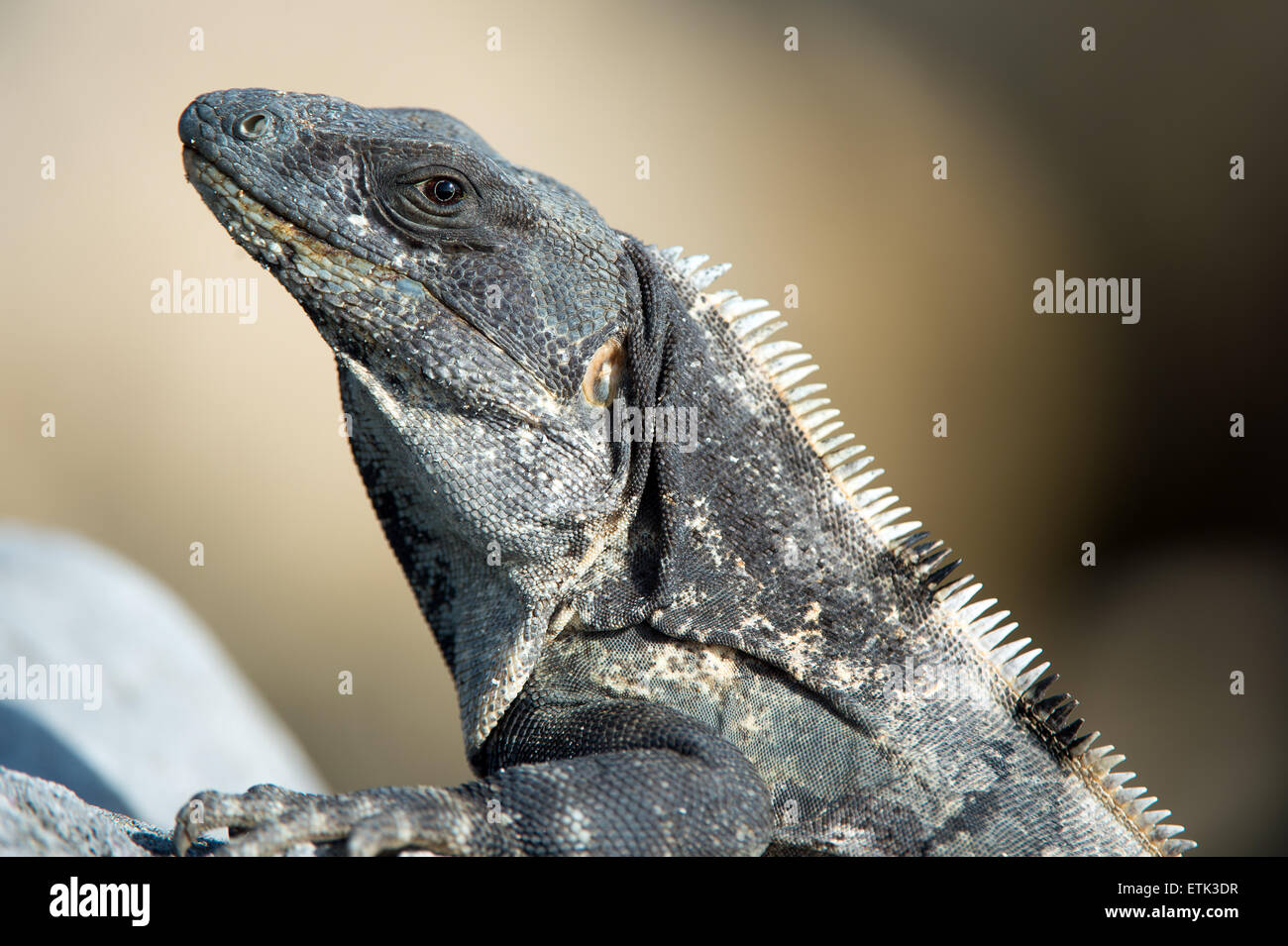 Stachelige Tailed Leguan (Ctenosaura Similis) Stockfoto