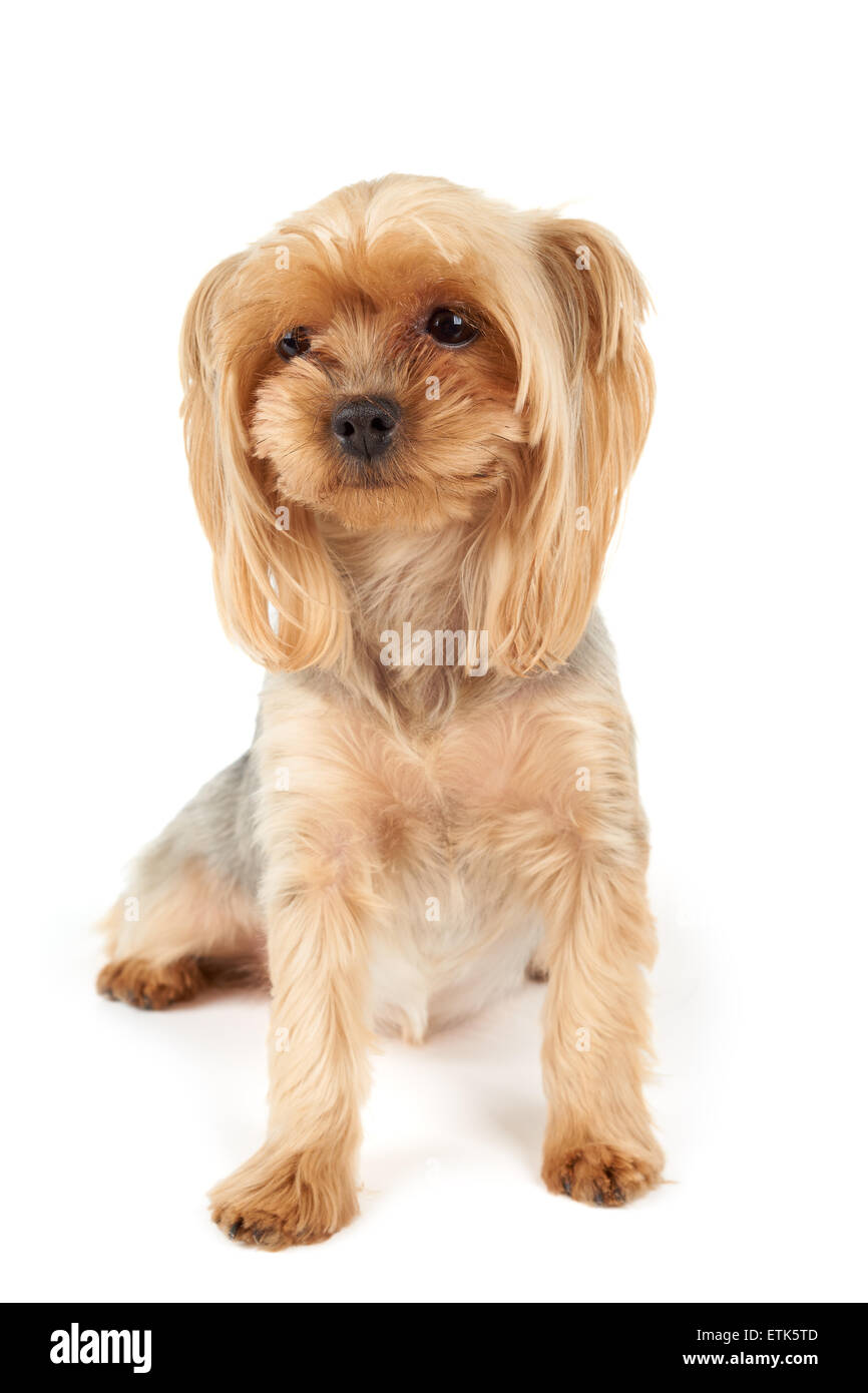 Melancholische Yorkshire Terrier isoliert auf weißem Hintergrund Stockfoto