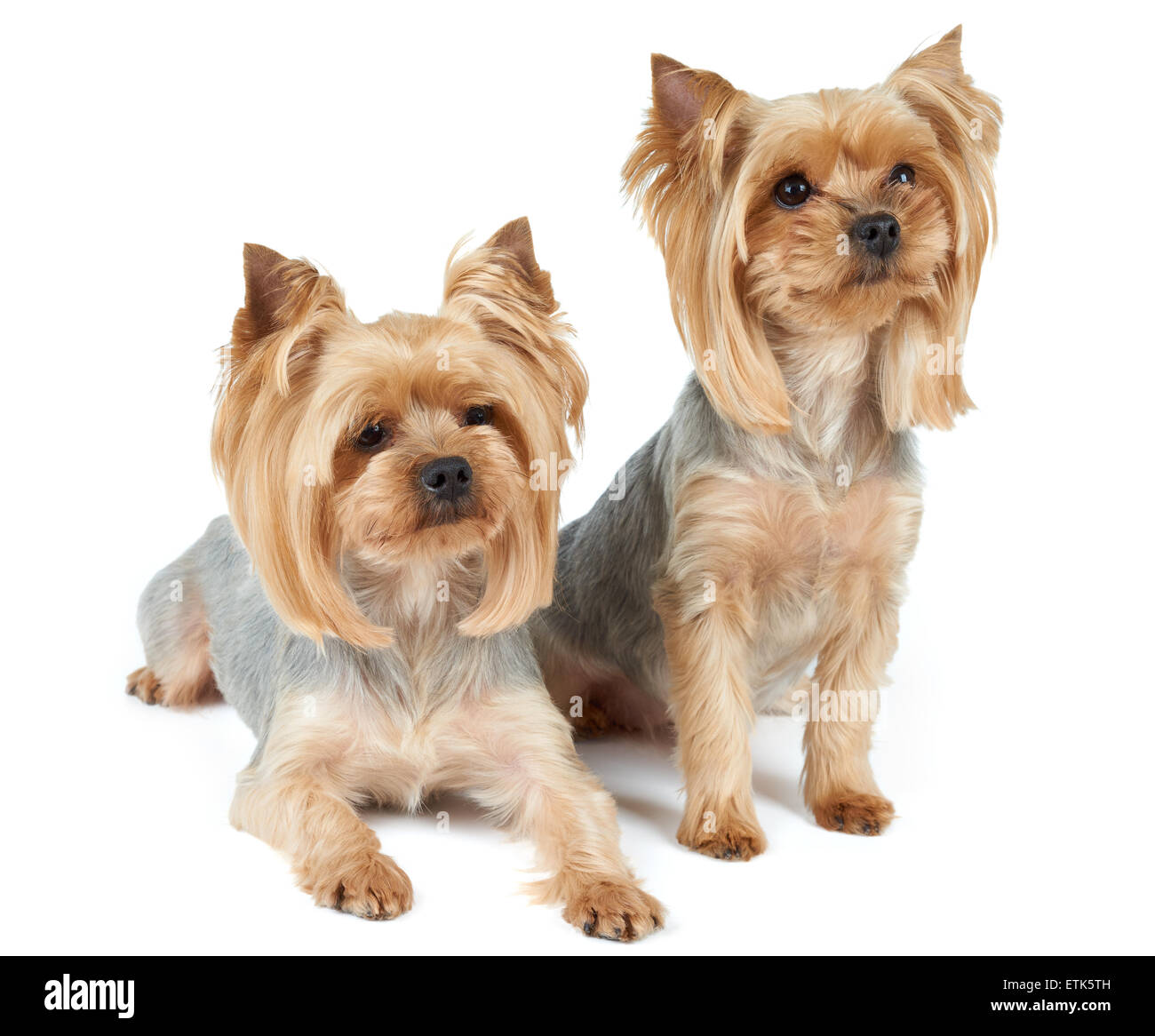 Zwei süße reinrassige Yorkshire-Terrier in weiß Stockfoto