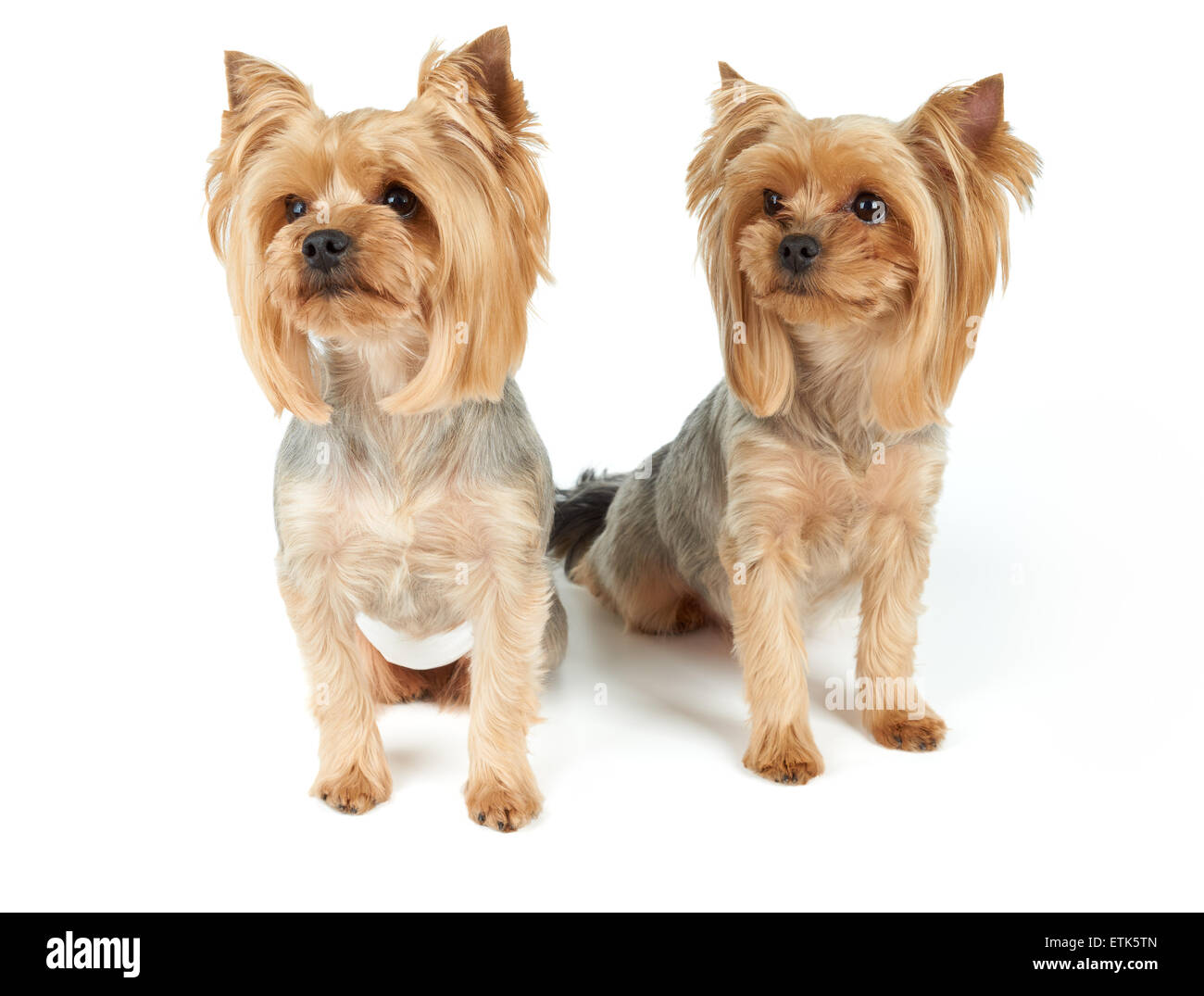 Zwei Yorkshire-Terrier sitzen auf weißem Hintergrund. Sie wurden gewaschen, bekam Haarschnitt und perfekt präpariert vor dem Foto-Shooting. Stockfoto
