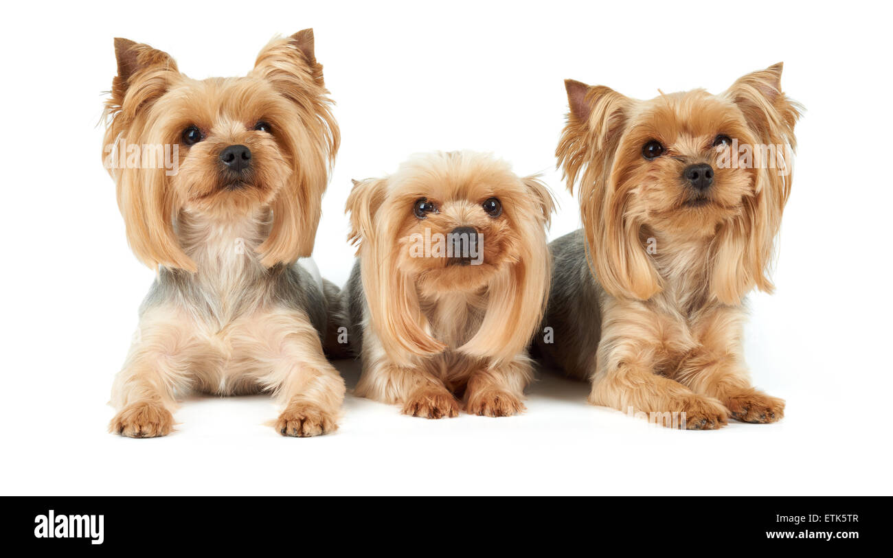 Drei Yorkshire Terrier liegen auf weißem Hintergrund. Sie wurden gewaschen, bekam Haarschnitt und perfekt präpariert vor dem Foto-Shooting. Stockfoto