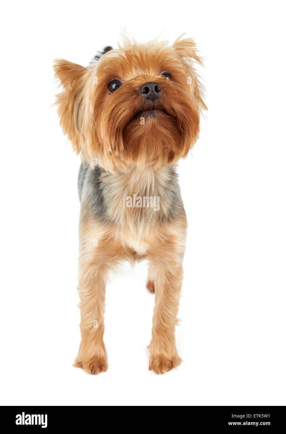 Süße Yorkshire-Terrier steht und schaut. Isoliert auf weiß. Stockfoto