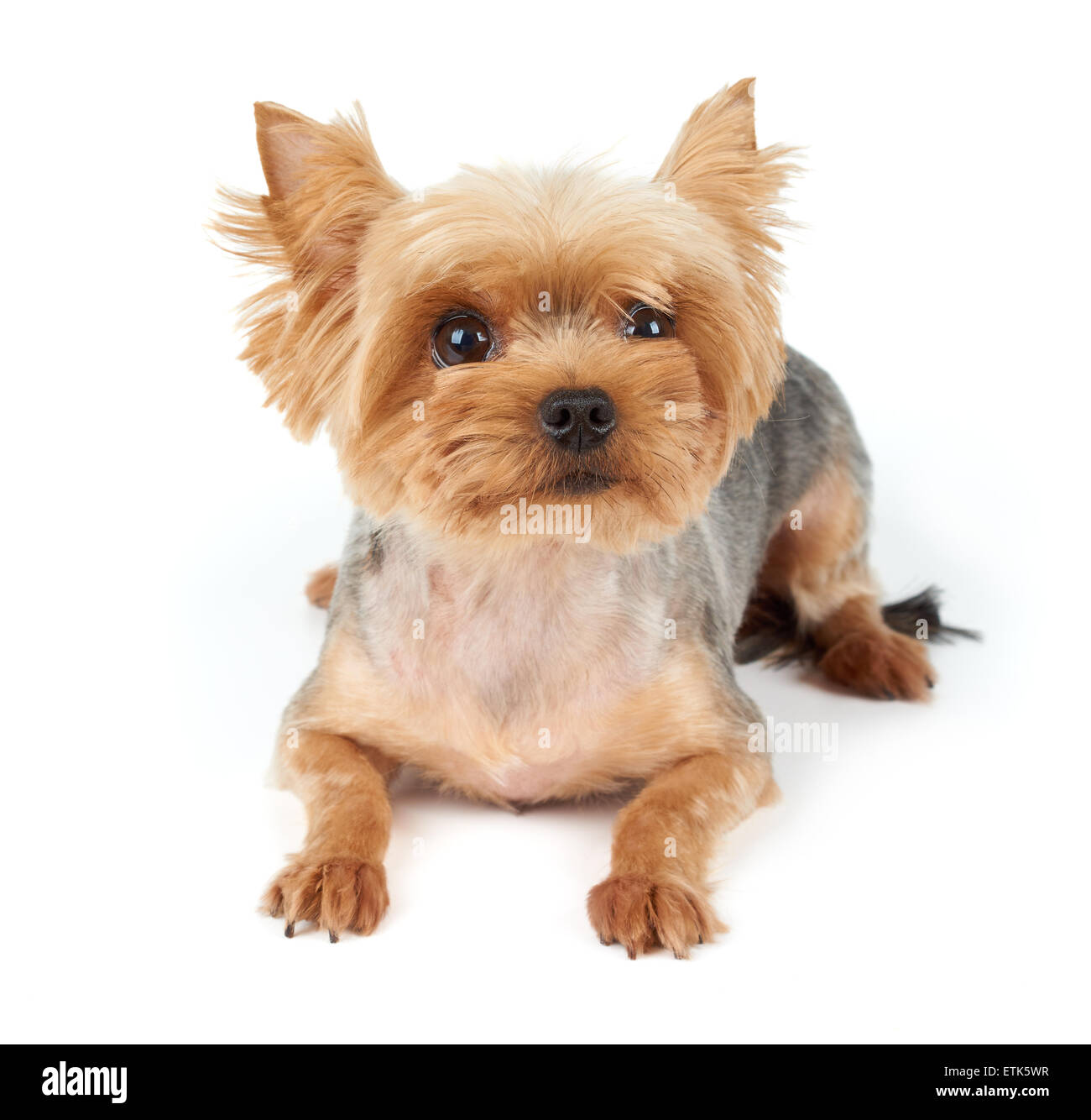 Yorkshire Terrier mit großen Augen und kurzen Haarschnitt isoliert auf weißem Hintergrund Stockfoto