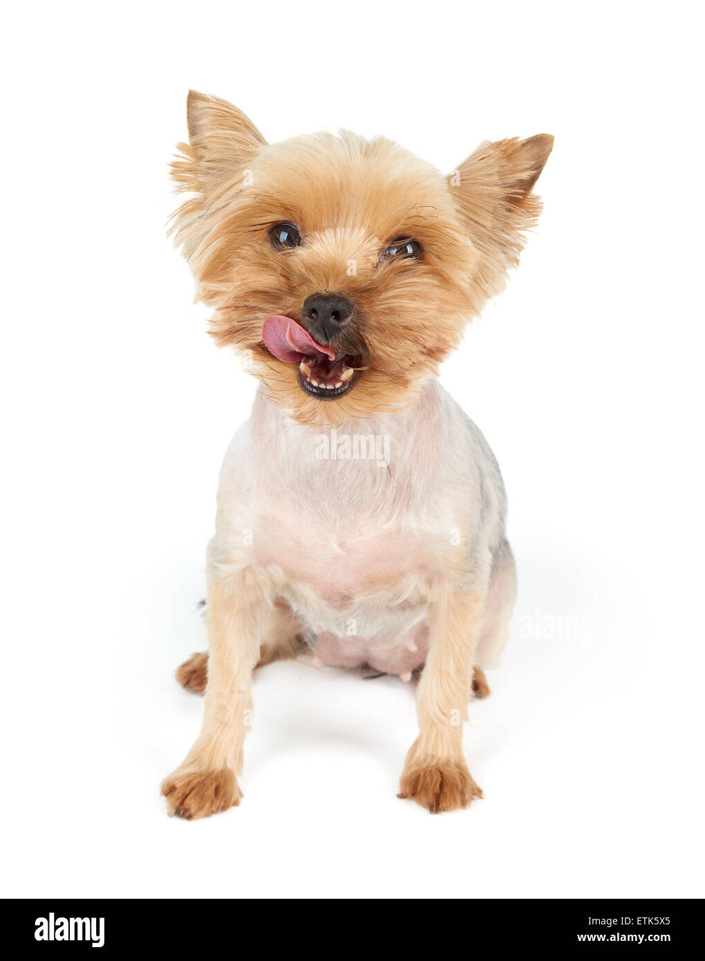 Ein Yorkshire-Terrier aßen leckere Nahrung für Haustiere und dann leckt Stockfoto
