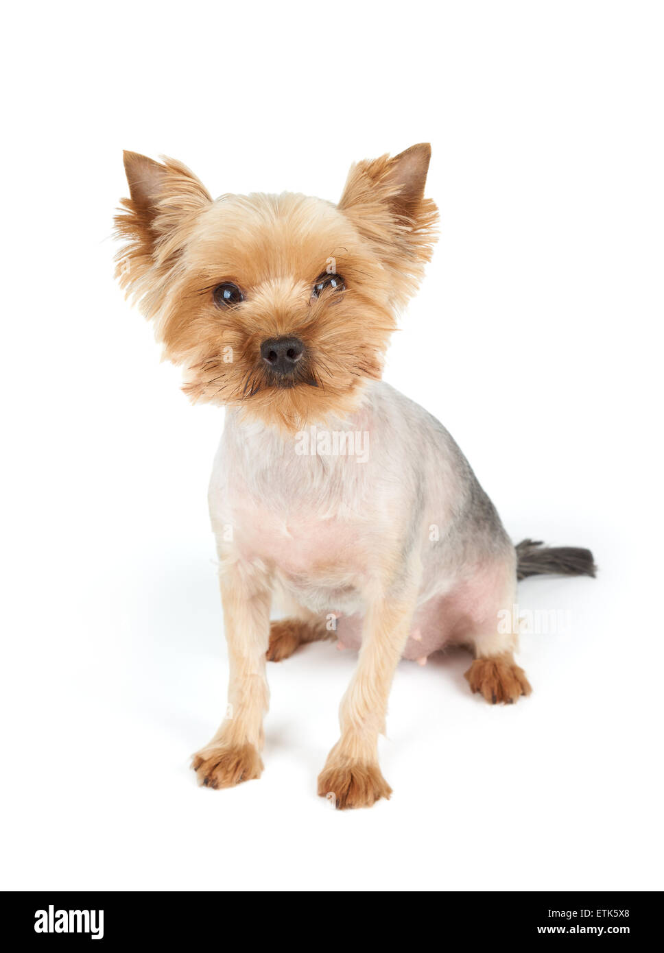 Yorkshire Terrier mit Kurzhaarschnitt und lustige Schnauze sieht in die Kamera. Es befindet sich auf weißem Hintergrund. Stockfoto