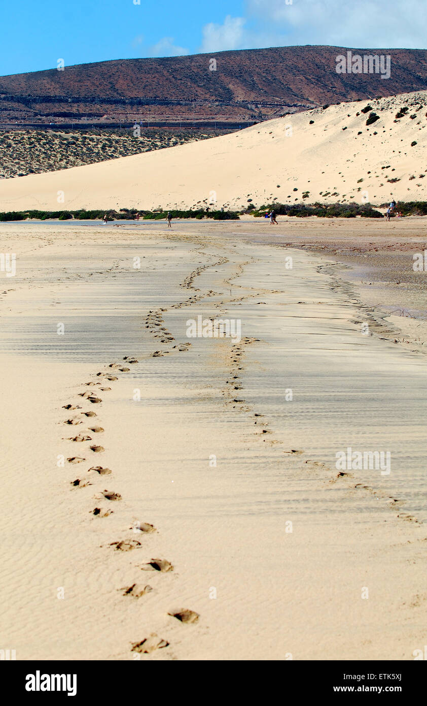 Sandstrand mit Spuren im Sand an einem sonnigen Tag in Fuerteventura, Kanarische Inseln. Stockfoto