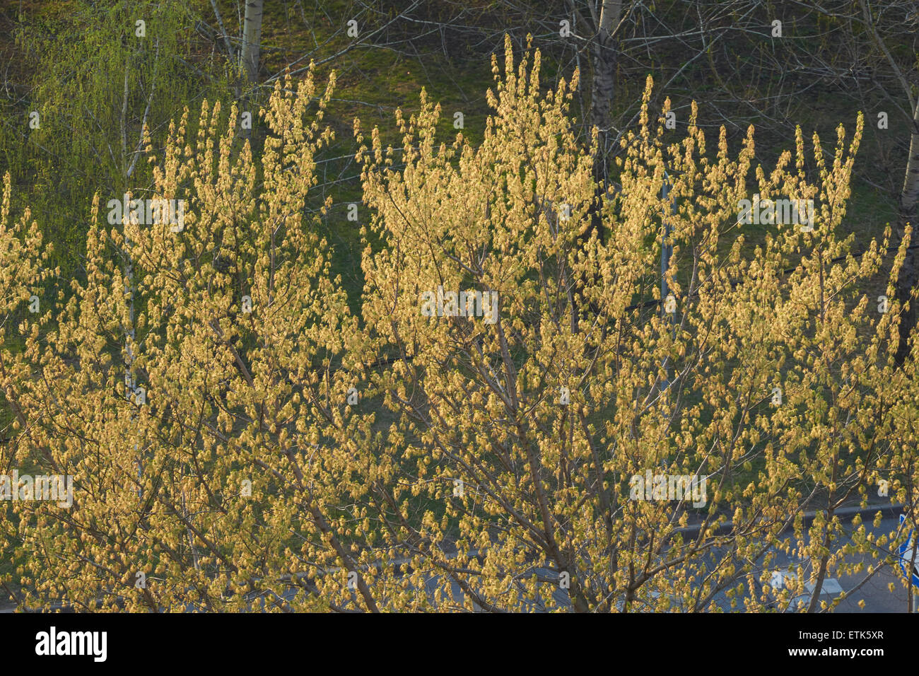 Blühender Baum Ende April Stockfoto