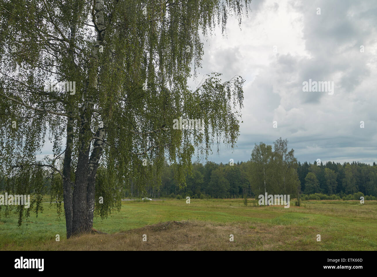 August-Landschaft auf bewölktem Wetter mit Birken auf der rechten Seite Stockfoto