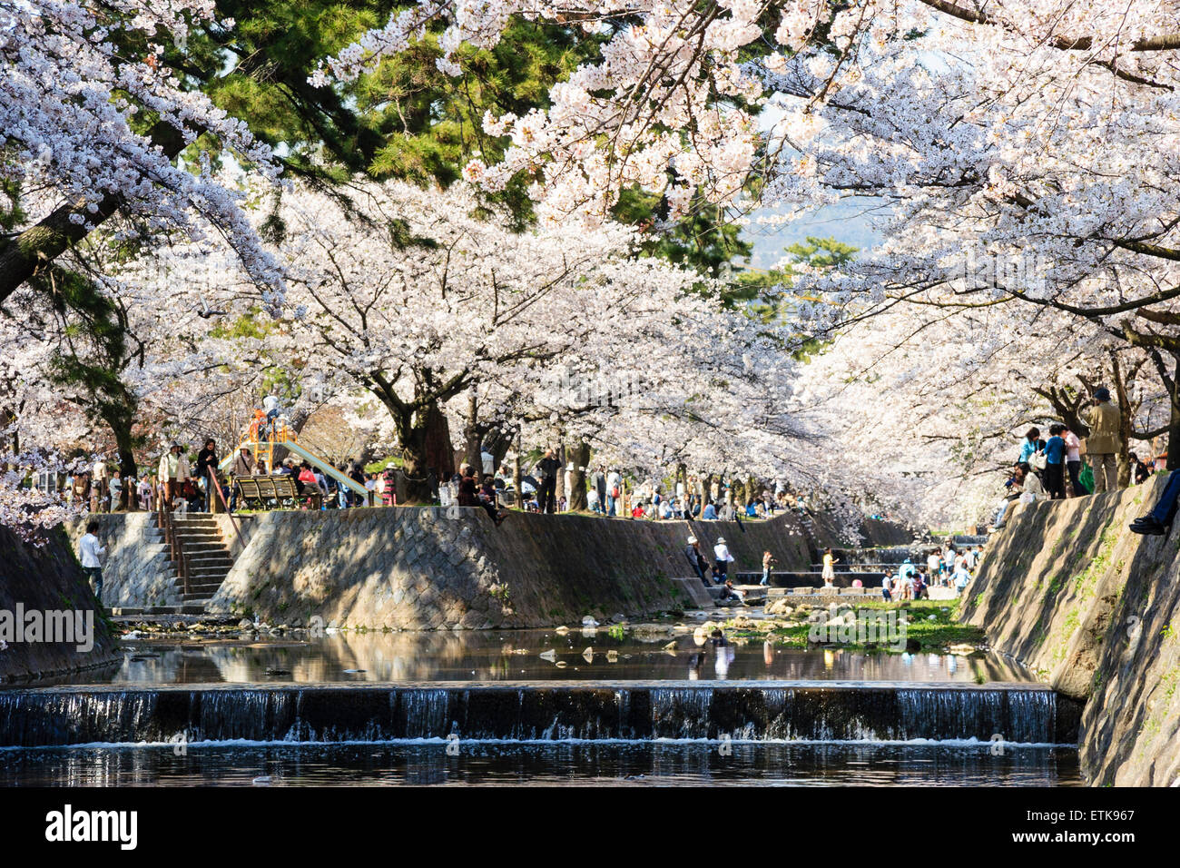 Shukugawa Fluss und Park in Japan. Der Frühling und der Fluss verlaufen durch einen Tunnel über hängenden Kirschblüten, die von hellem Sonnenlicht beleuchtet werden. Stockfoto