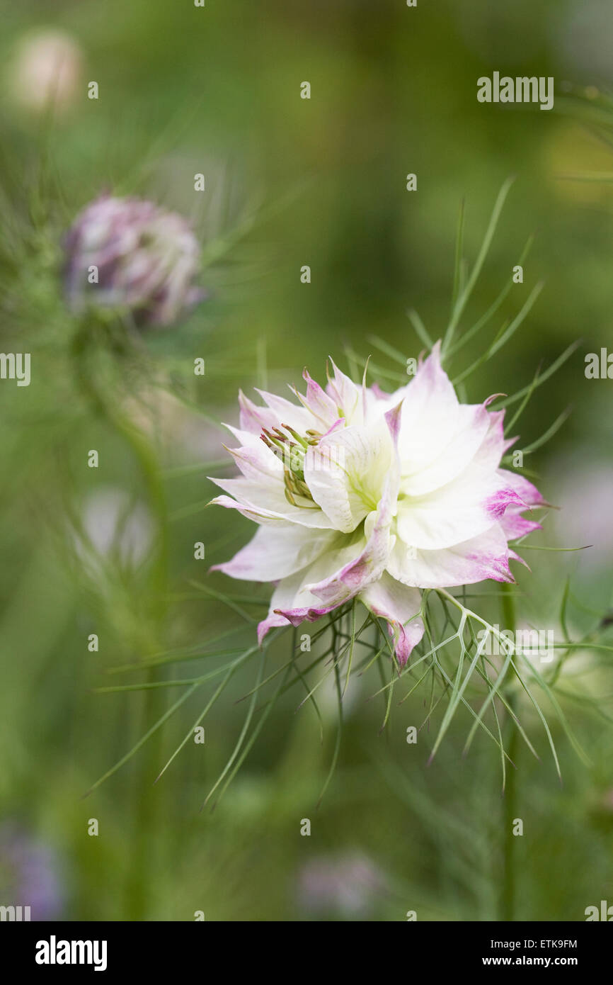 "Nigella Damascena persische Juwelen". Liebe-in-the-Nebel. Stockfoto