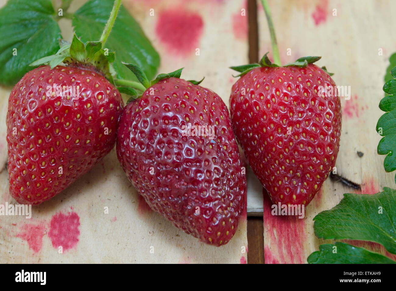 Reife Erdbeeren auf einem Tisch mit roten Erdbeeren Flecken bedeckt Stockfoto