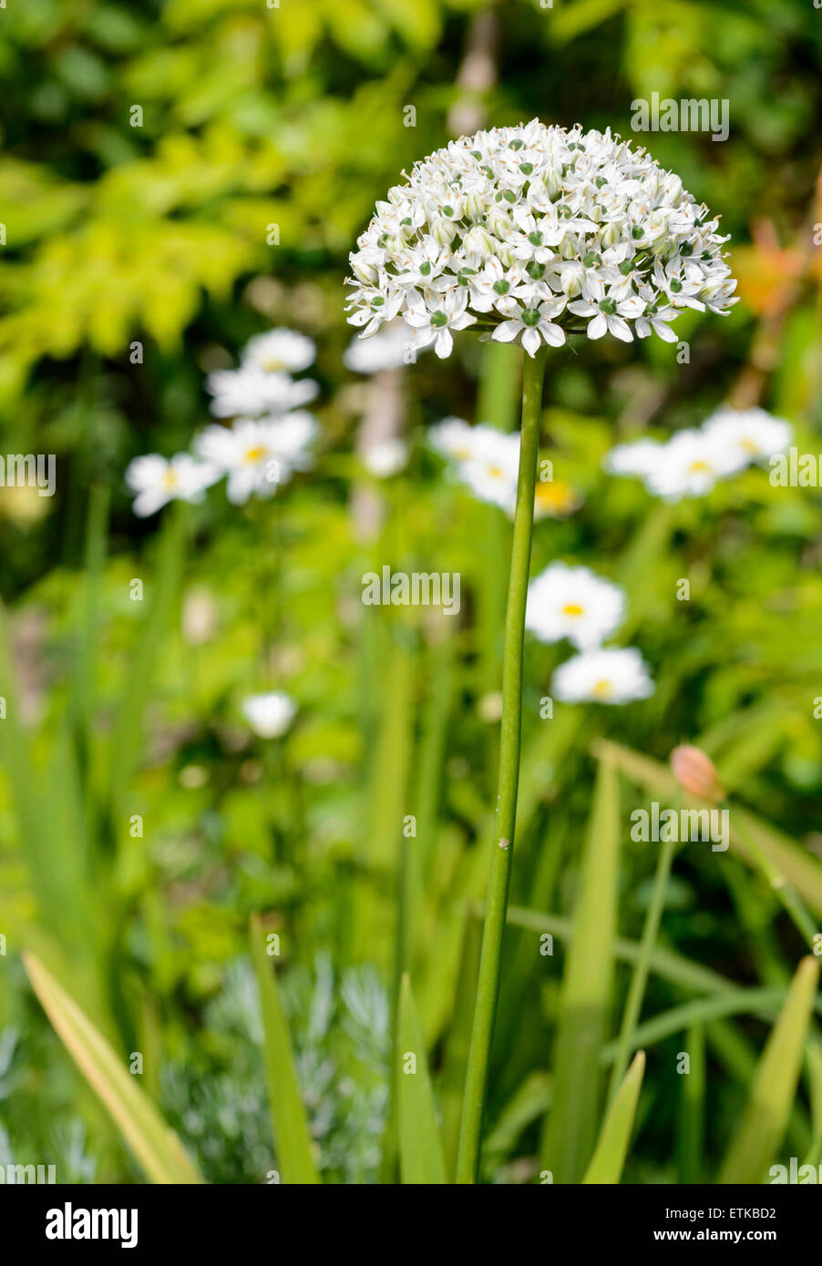 Allium Nigrum (schwarzer Knoblauch, Breitblättrigen Zwiebel) Blüte Mitte Juni in West Sussex, England, UK. Stockfoto