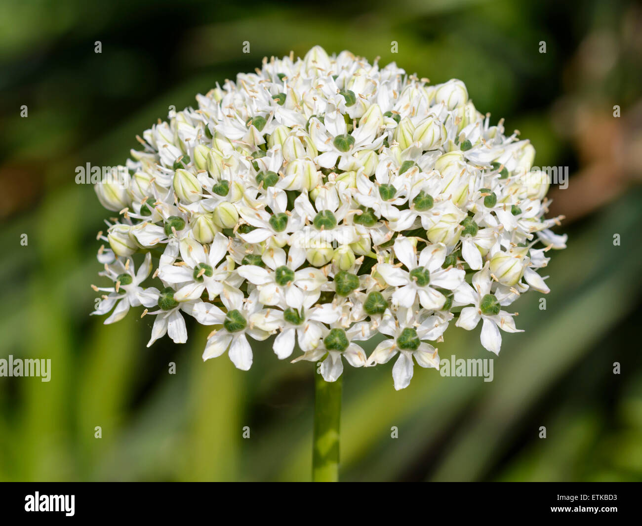 Schwarzer Knoblauch Blume (auch Breitblättrige Zwiebel oder Allium Nigrum) im Sommer (Mitte Juni) in West Sussex, England, UK. Stockfoto