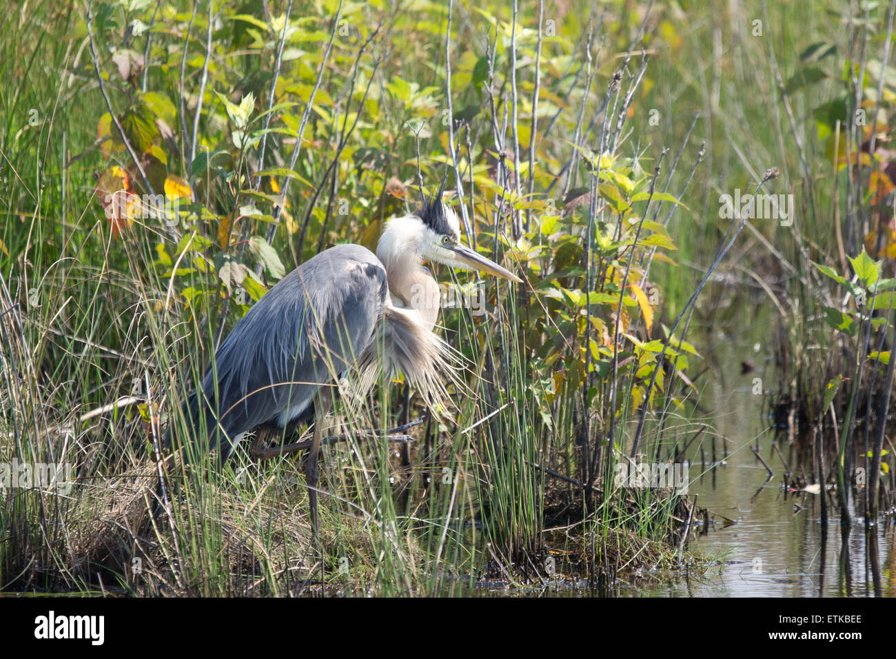 Great Blue Heron in der Zucht Gefieder Stockfoto