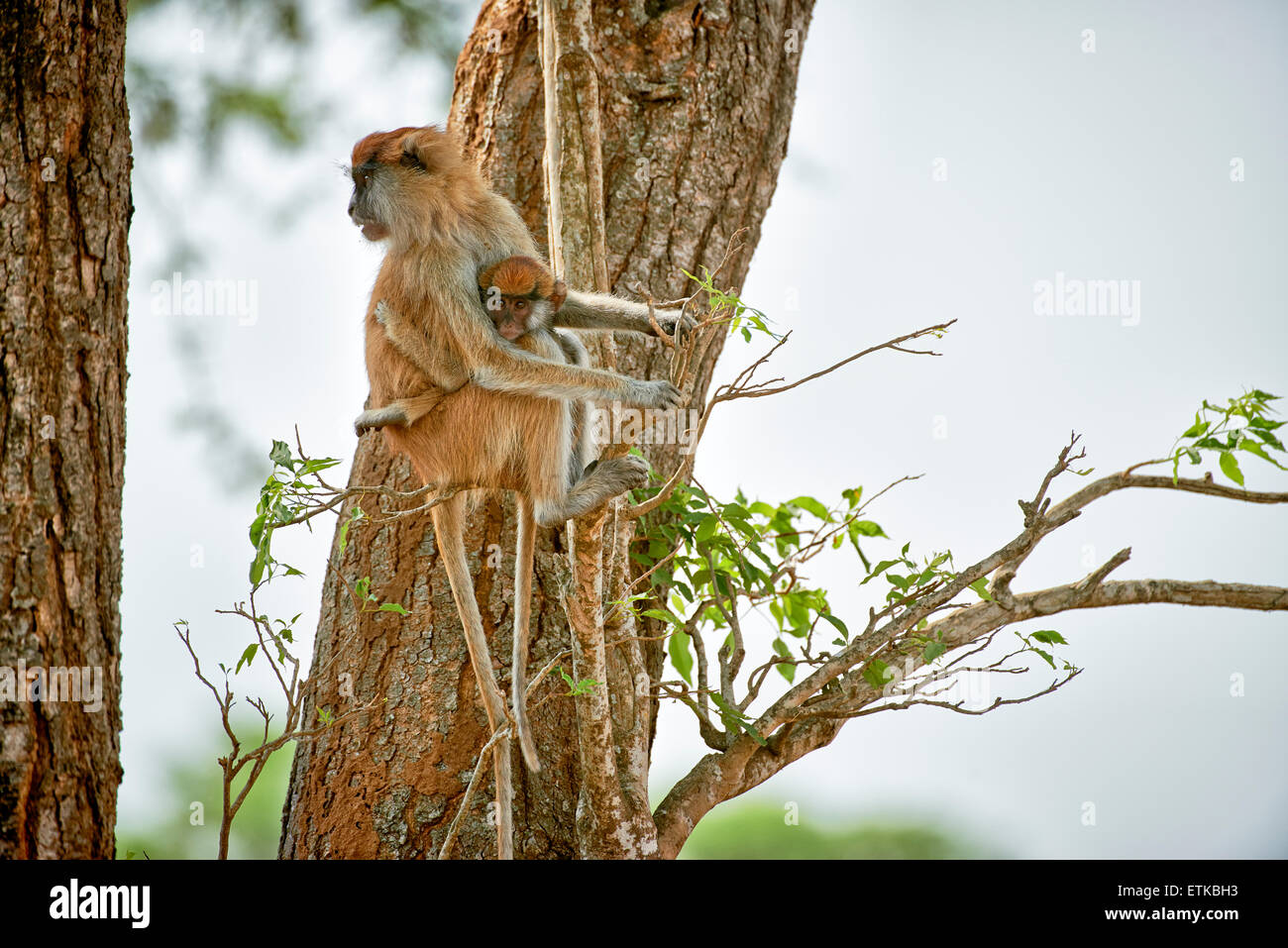 Patas Affe oder Husaren Affe, Erythrocebus Pata, Murchison Falls National Park, Uganda, Afrika Stockfoto