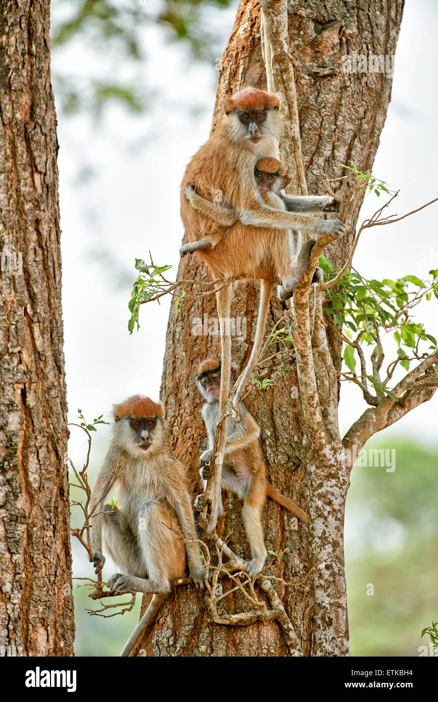 Patas Affe oder Husaren Affe, Erythrocebus Pata, Murchison Falls National Park, Uganda, Afrika Stockfoto