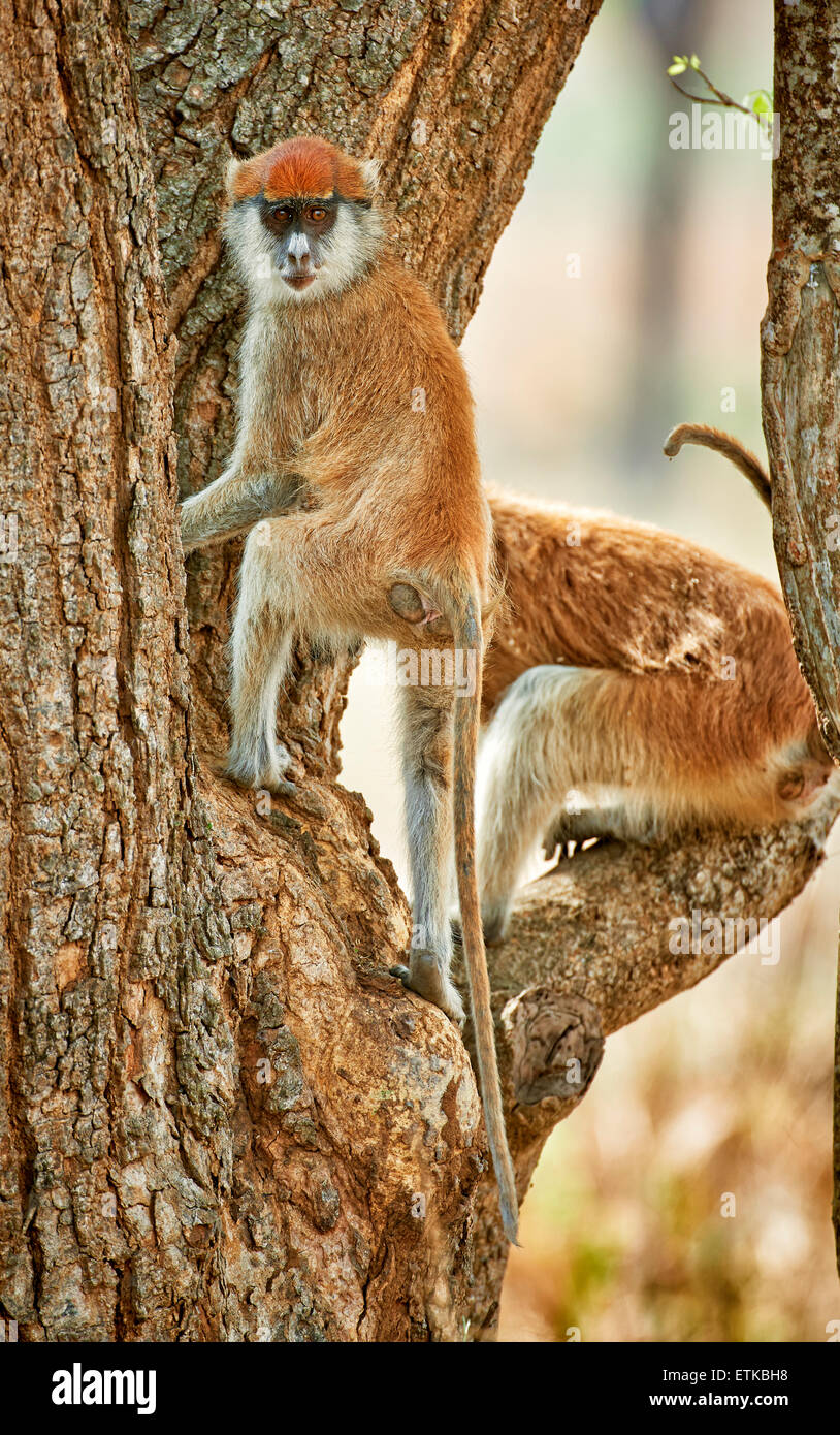 Patas Affe oder Husaren Affe, Erythrocebus Pata, Murchison Falls National Park, Uganda, Afrika Stockfoto