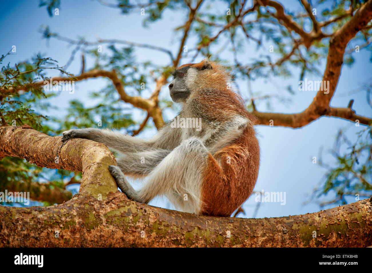Patas Affe oder Husaren Affe, Erythrocebus Pata, Murchison Falls National Park, Uganda, Afrika Stockfoto