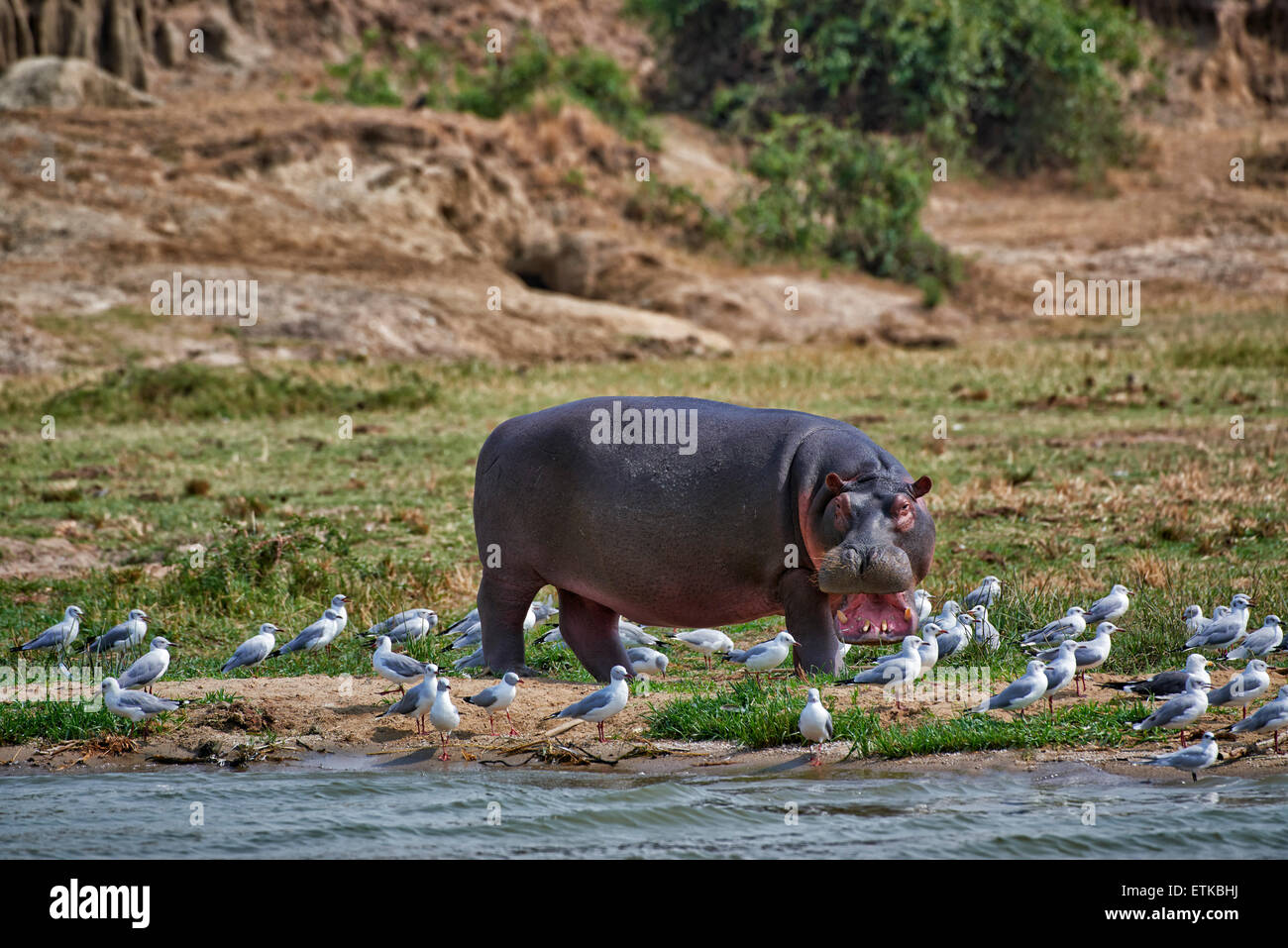 Nilpferd, Hippopotamus Amphibius, Hütte Kanal, Queen Elizabeth National Park, Uganda, Afrika Stockfoto