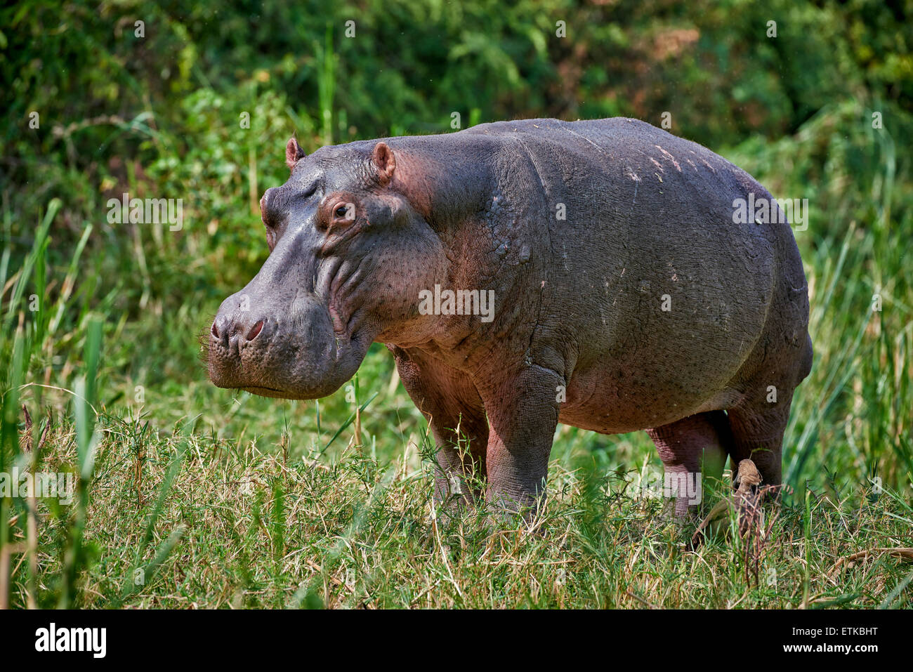 Nilpferd, Hippopotamus Amphibius, Hütte Kanal, Queen Elizabeth National Park, Uganda, Afrika Stockfoto