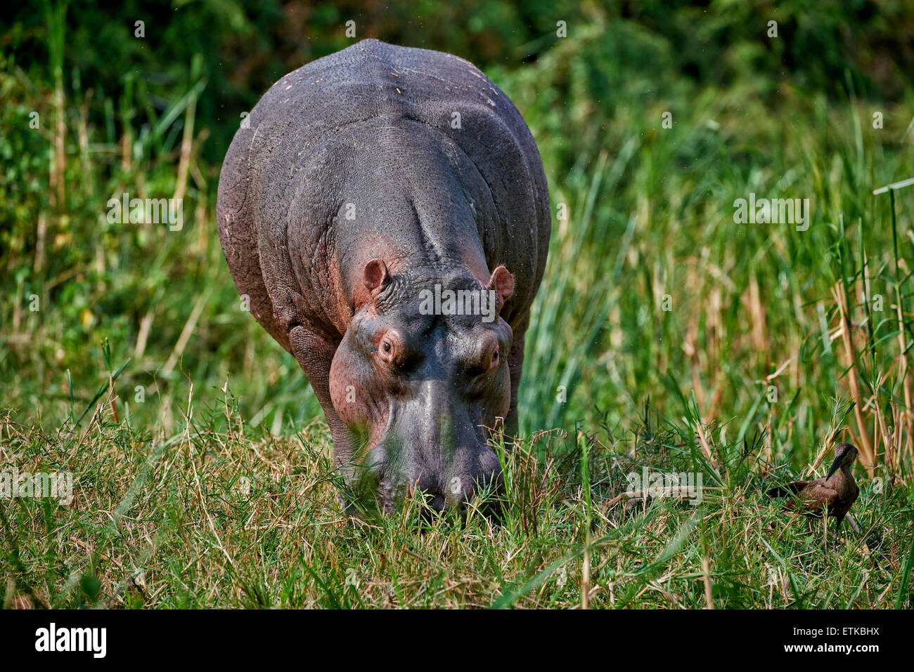 Nilpferd, Hippopotamus Amphibius, Hütte Kanal, Queen Elizabeth National Park, Uganda, Afrika Stockfoto