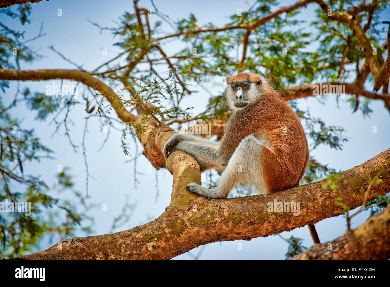 Patas Affe oder Husaren Affe, Erythrocebus Pata, Murchison Falls National Park, Uganda, Afrika Stockfoto