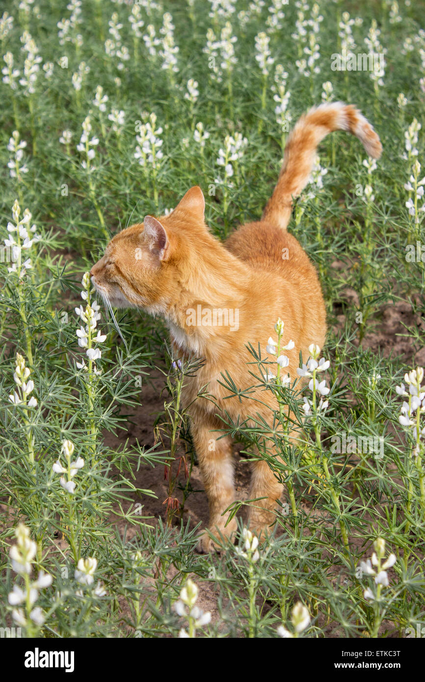 Eine rote, Tabby Katze riechen eine Blume lupine Stockfoto
