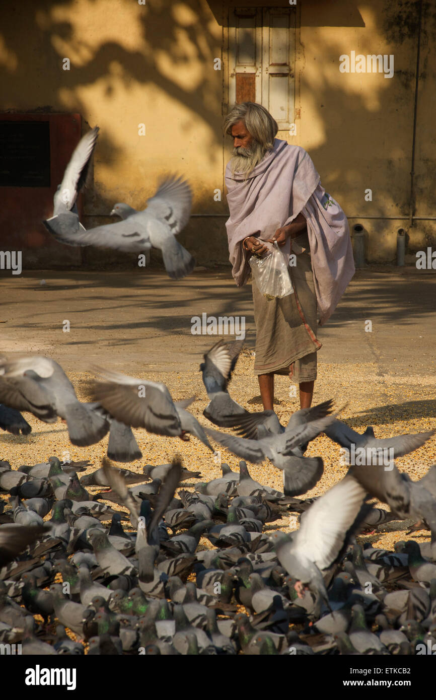 Indischer Mann füttern Tauben, Jaipur, Rajasthan, Indien Stockfoto