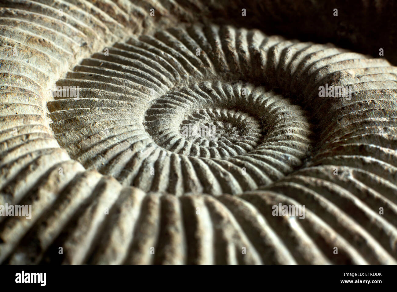 Nahaufnahme eines Ammoniten Fossil. (Ca. 25 cm Durchmesser). Stockfoto