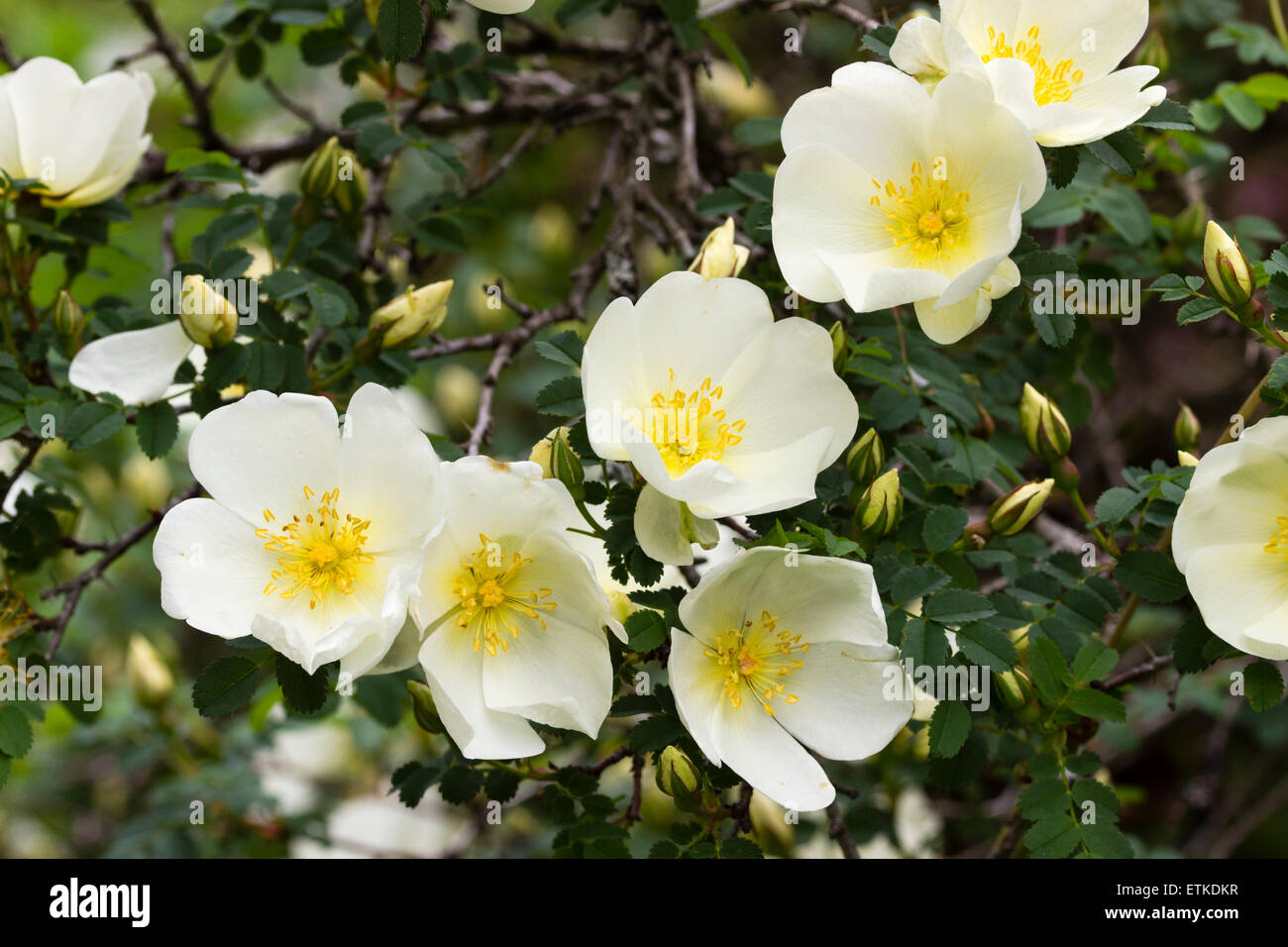 Frühe Blüte, Rosa Primula hat duftende "einzigen, blass Zitrone Blumen im Mai Stockfoto