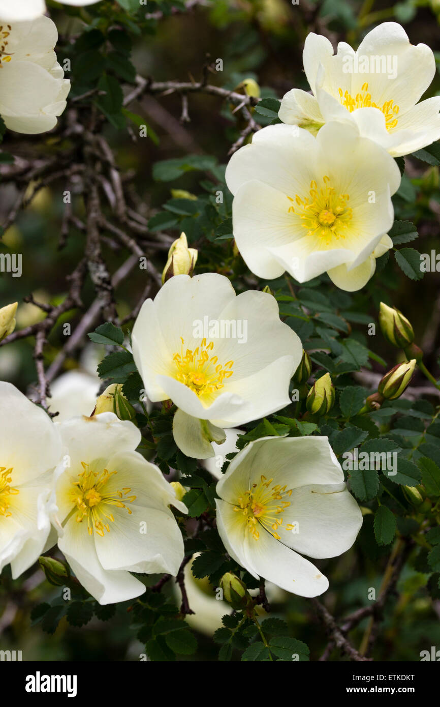Frühe Blüte, Rosa Primula hat duftende, Single, blass Zitrone Blumen im Mai Stockfoto
