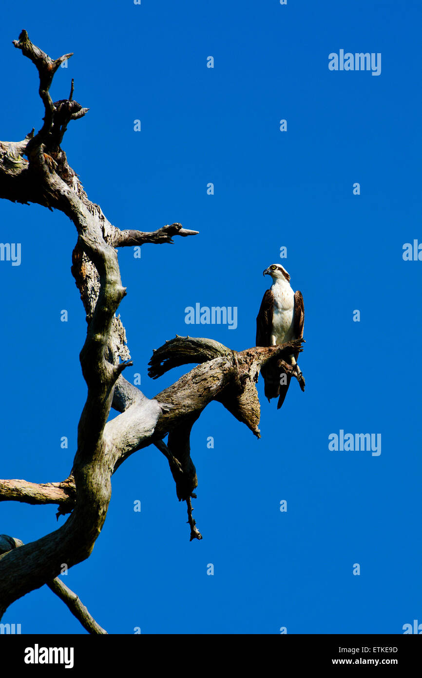 Fischadler im toten Baum. Genommen in Brooksville, Florida USA Stockfoto