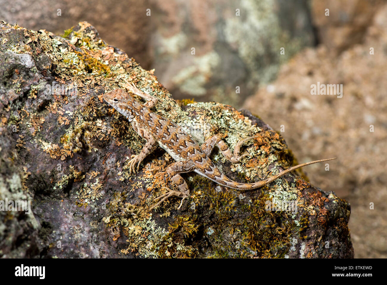 Elegante Earless Lizard Holbrookia Elegans Tucson, Pima County, Arizona, USA 13 Juni Erwachsenen Phrynosomatidae Stockfoto