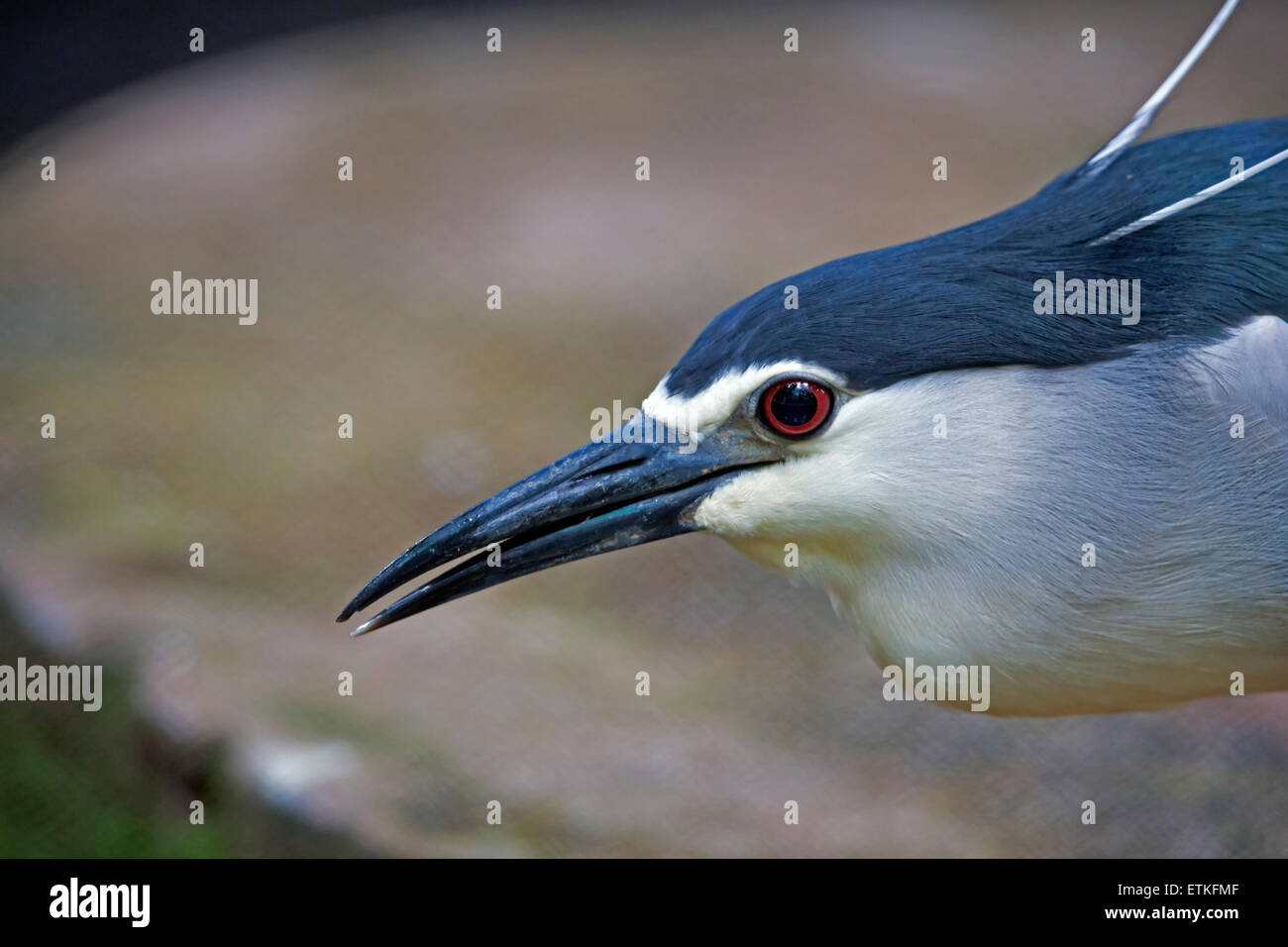 Ein schwarz gekrönt Nachtreiher (Nycticorax Nycticorax) Stockfoto