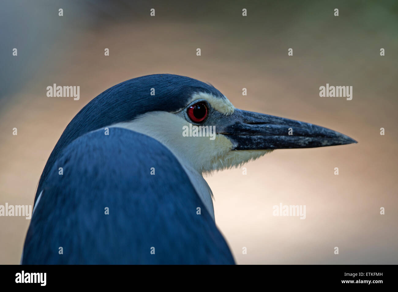 Ein schwarz gekrönt Nachtreiher (Nycticorax Nycticorax) Stockfoto