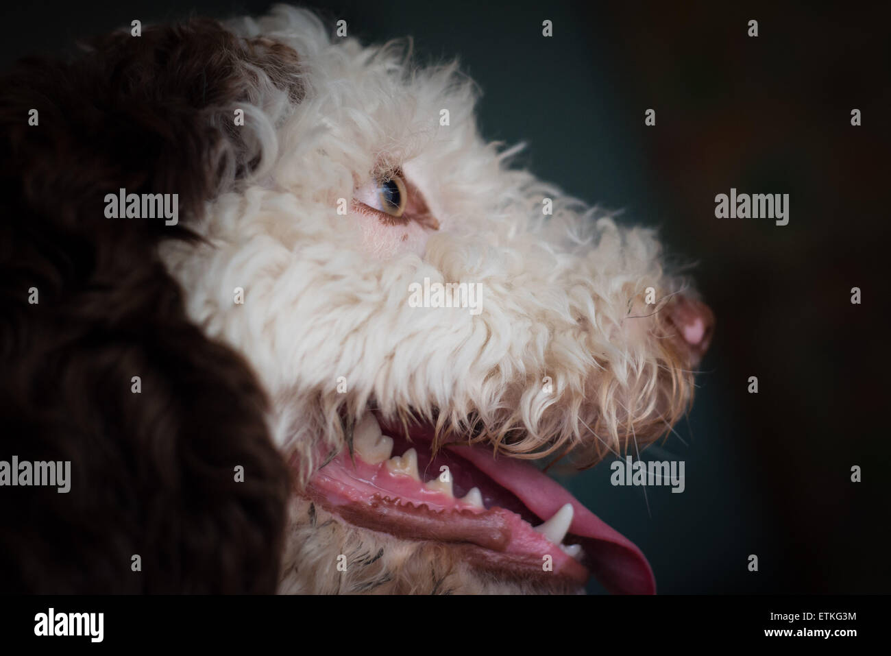 Spanischer Wasserhund Welpen Seite zu sehen mit Zunge hängen und zeigt Zähne Stockfoto
