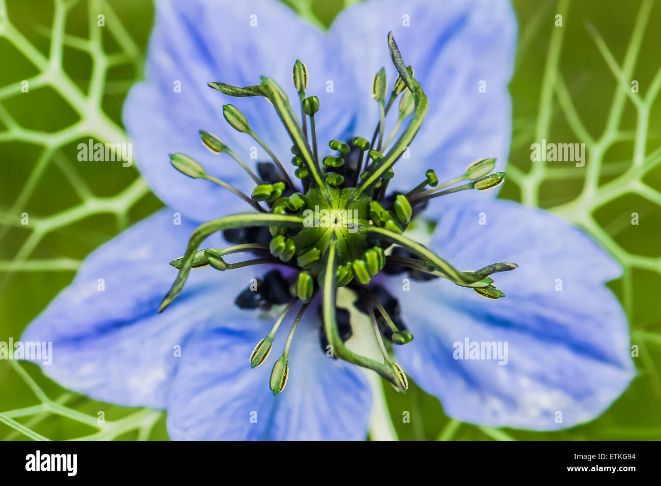 Makroaufnahme eines Unkraut oder Blume im Garten Stockfoto