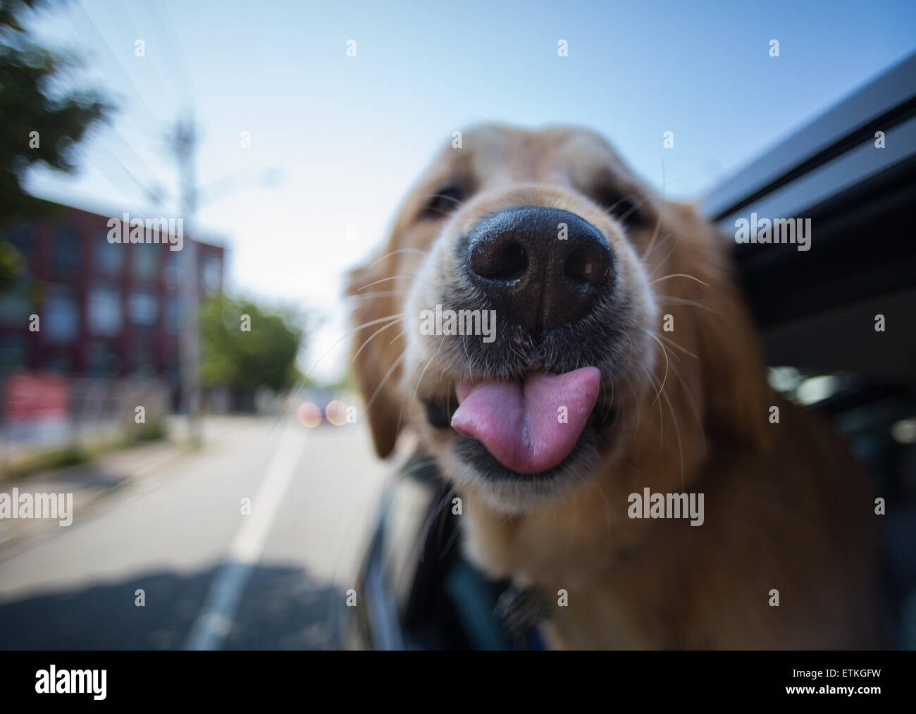 Ein Hund hängt seine Zunge aus einem Autofenster. Stockfoto