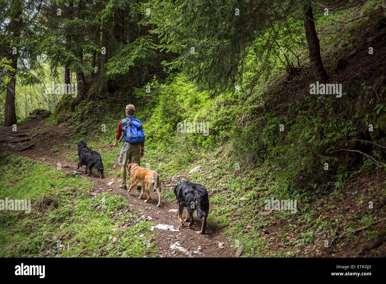 Ein Mann Wandern bergauf mit 3 Hunden auf einem Waldweg in den Alpen. Stockfoto