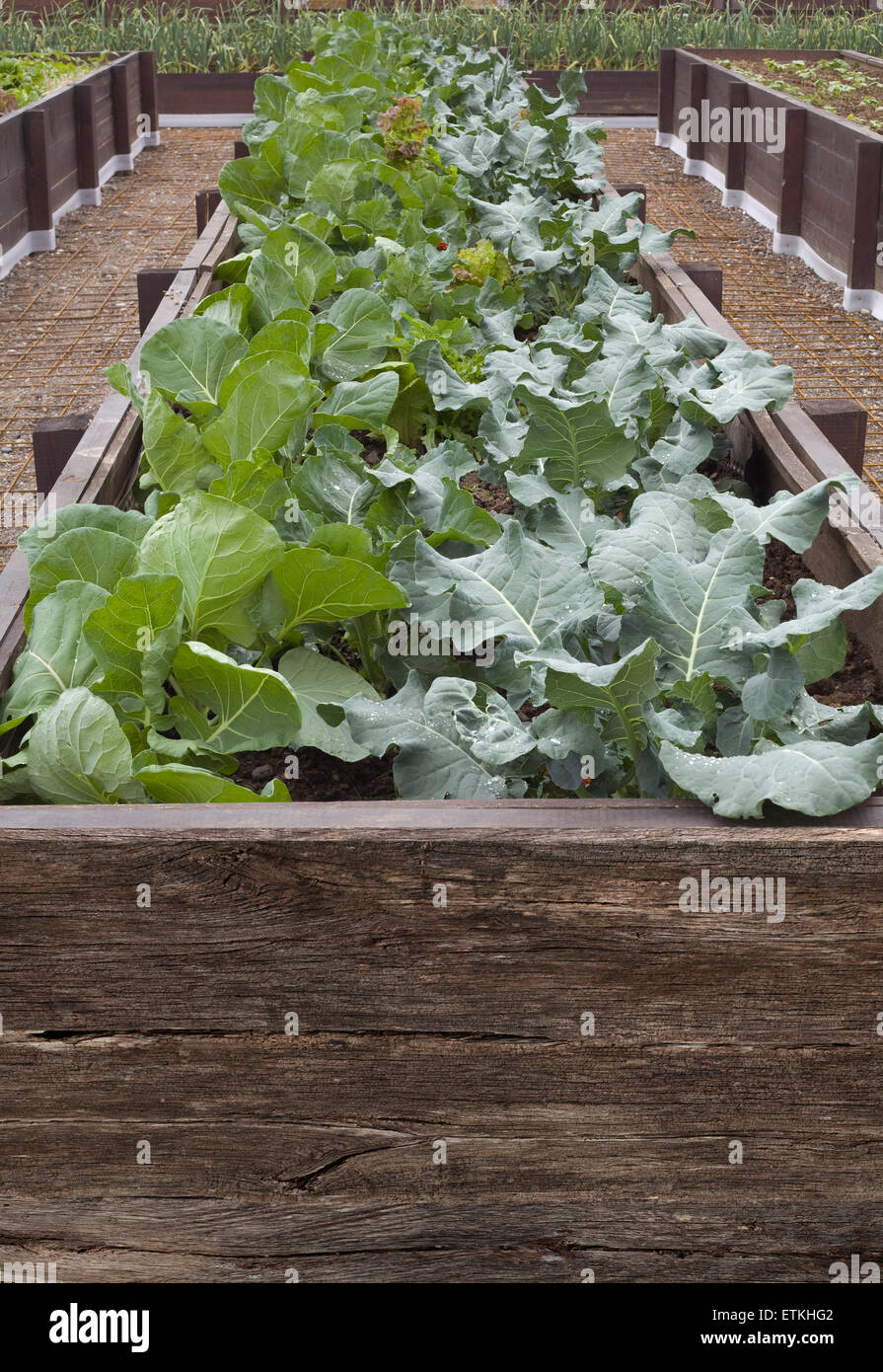 Terrassenförmige Anbau von Wirsing Stockfoto