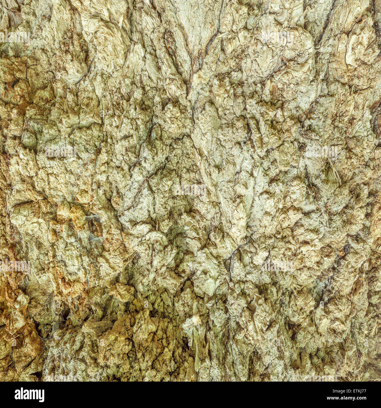 Textur des alten Baumes. Stockfoto